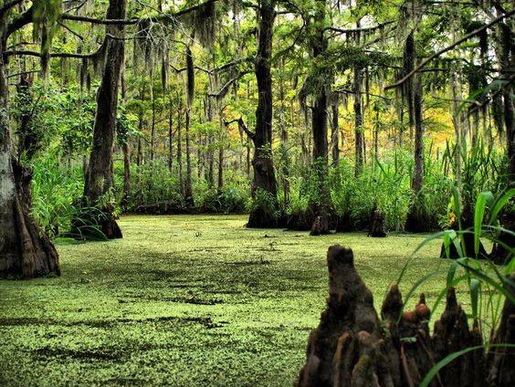 new orleans swamp tour death